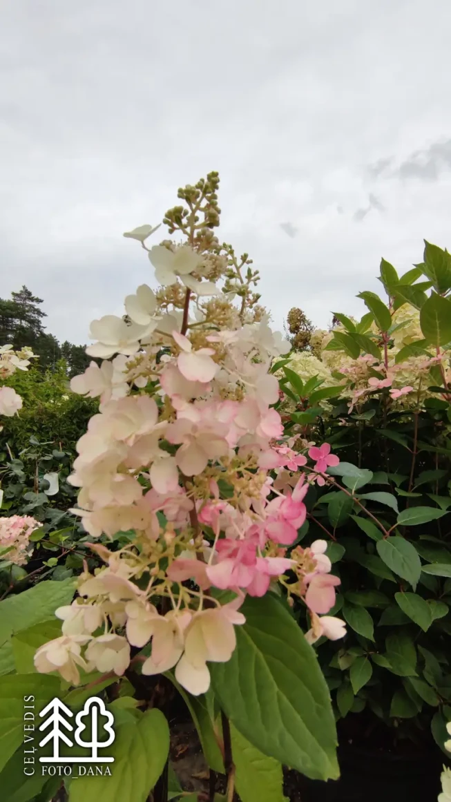 Hydrangea paniculata   CANDLELIGHT = 'Hpopr013'